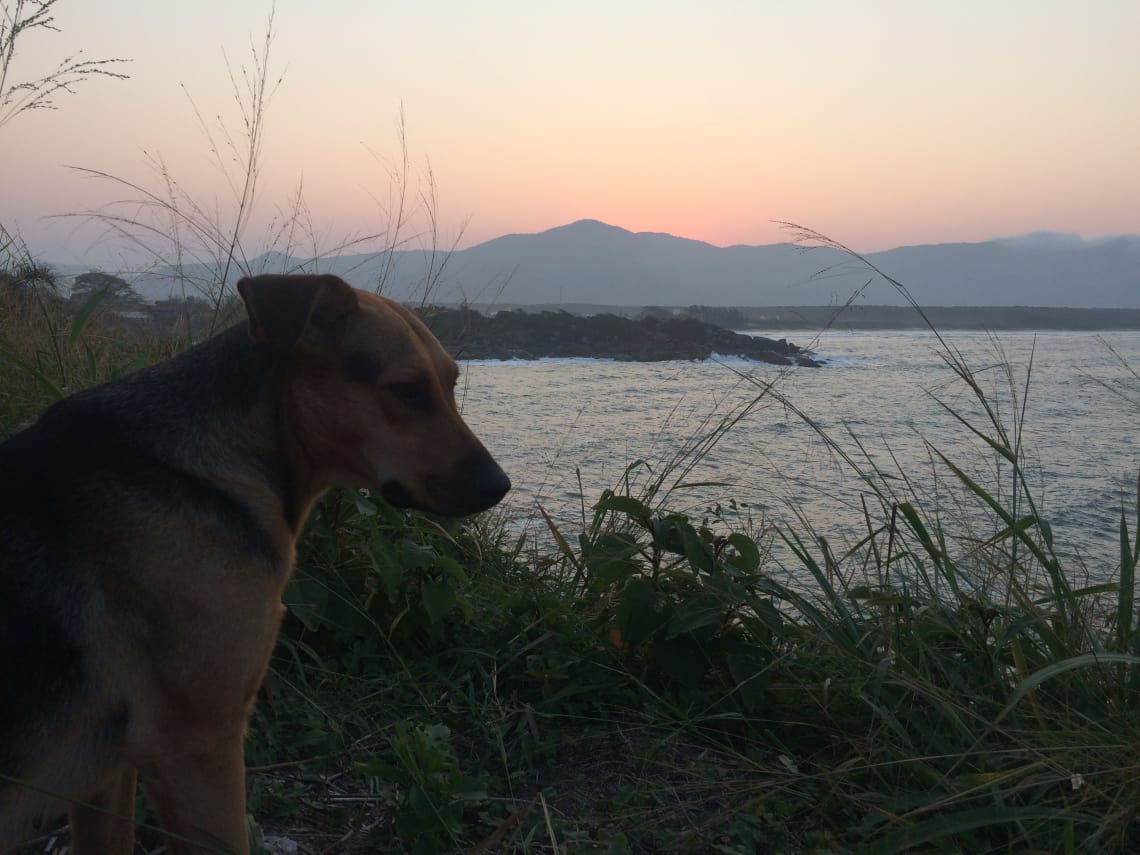 cachorro vendo o mar no por do sol
