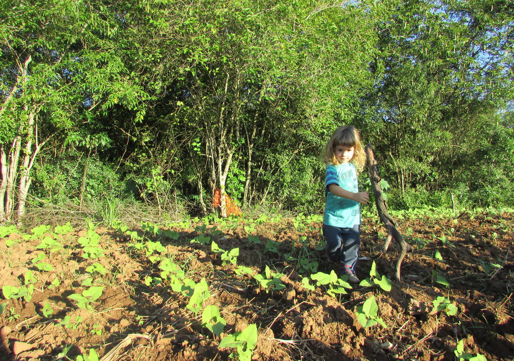 Farm volunteer opportunity in Brazil