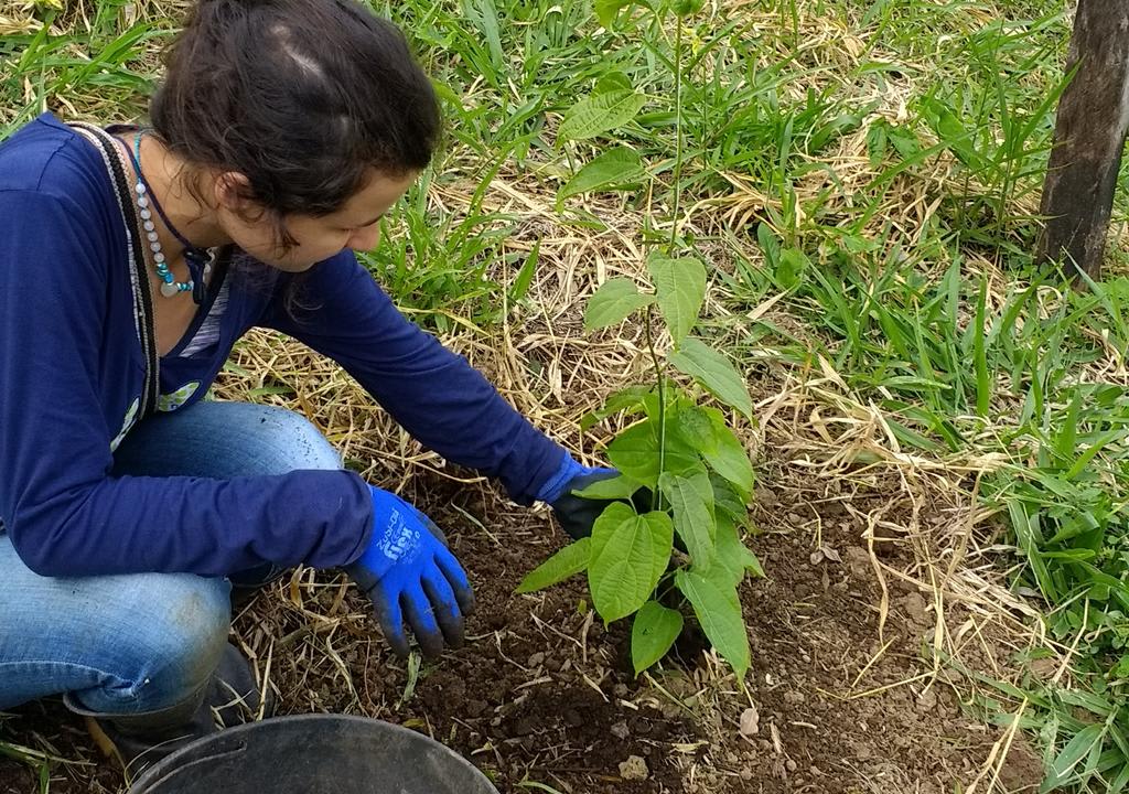 Farm volunteer opportunity in Colombia