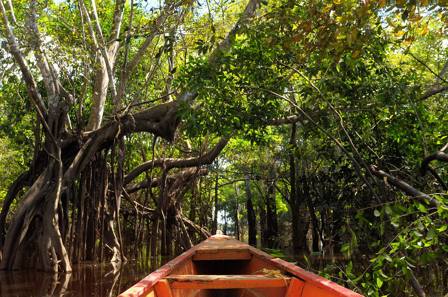 Igarapé, Amazônia, Brasil.