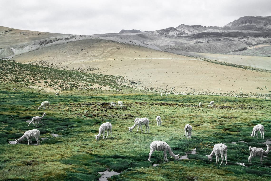 Los 10 mejores parques y reservas naturales en América del Sur que no te deberías perder - Worldpackers - alpacas en valle del colca en peru