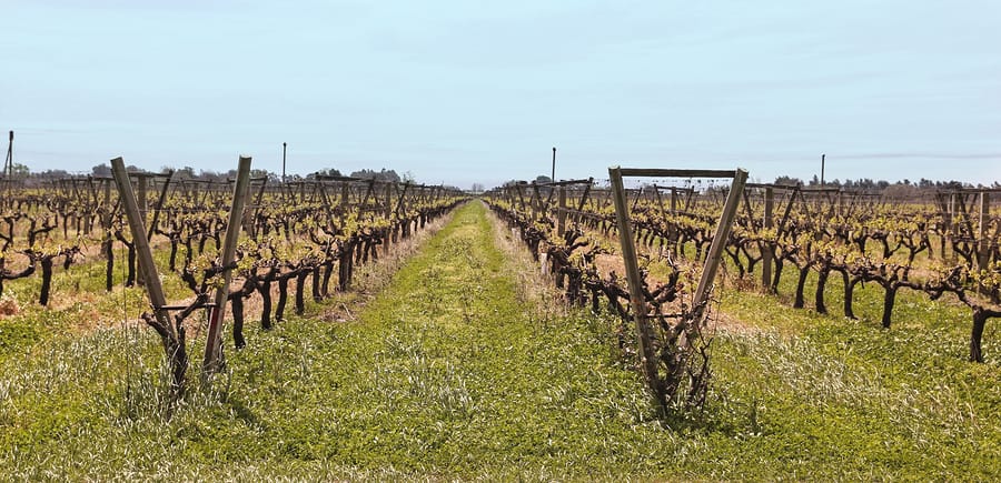 Campos de uva, Carmelo, Uruguai.