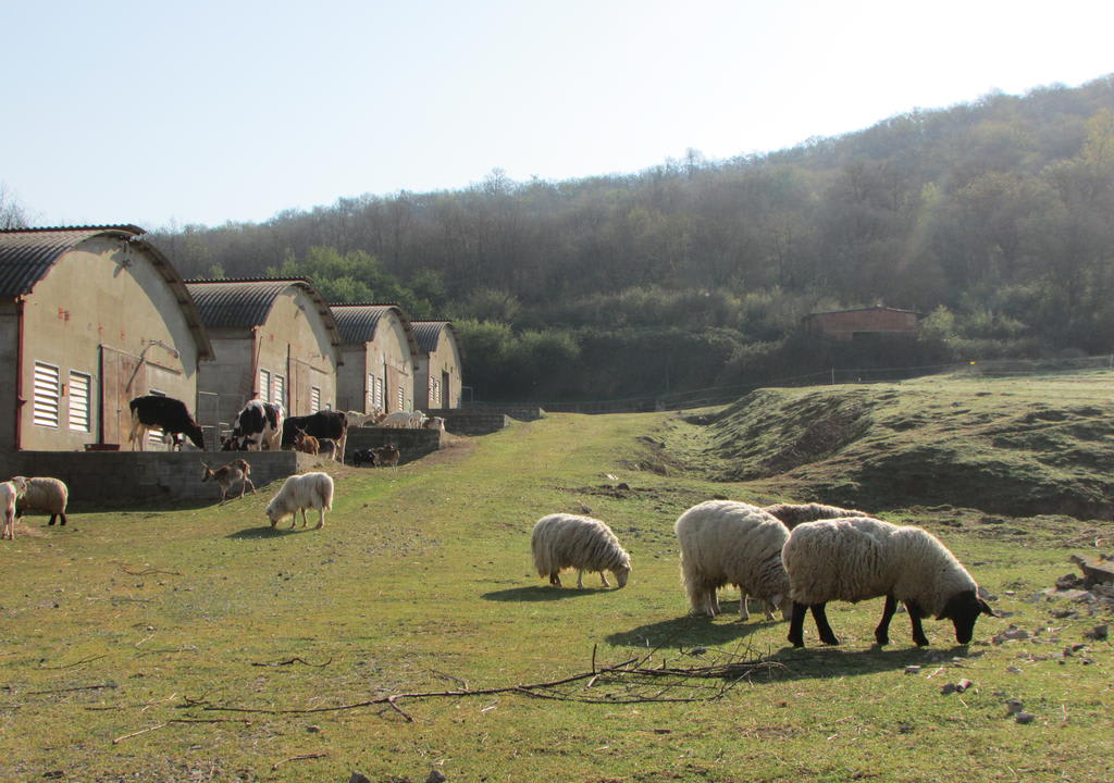 Hostel na Europa: Agripunk, em Bucine.