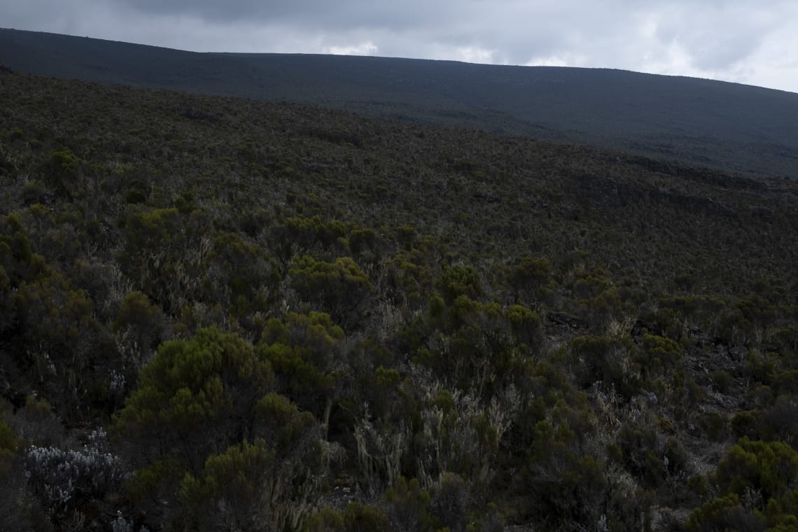 Kilimanjaro: hacer el trekking más alto de África - Worldpackers - paisajes y vegetación en el kilimanjaro