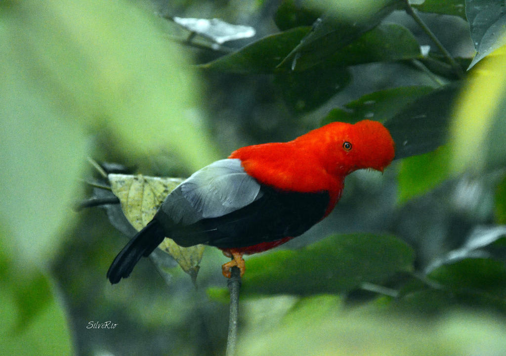 colombia jardin antioquia pueblo paisa