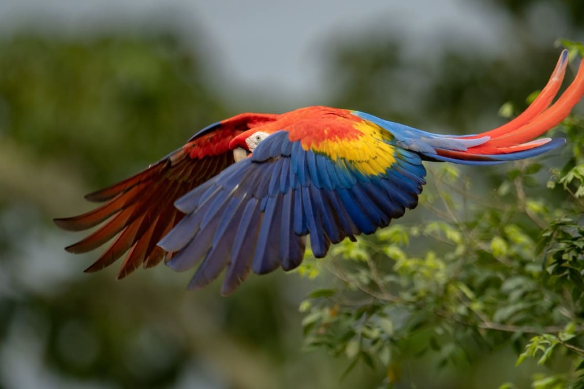 animales de Costa Rica: lapa roja volando