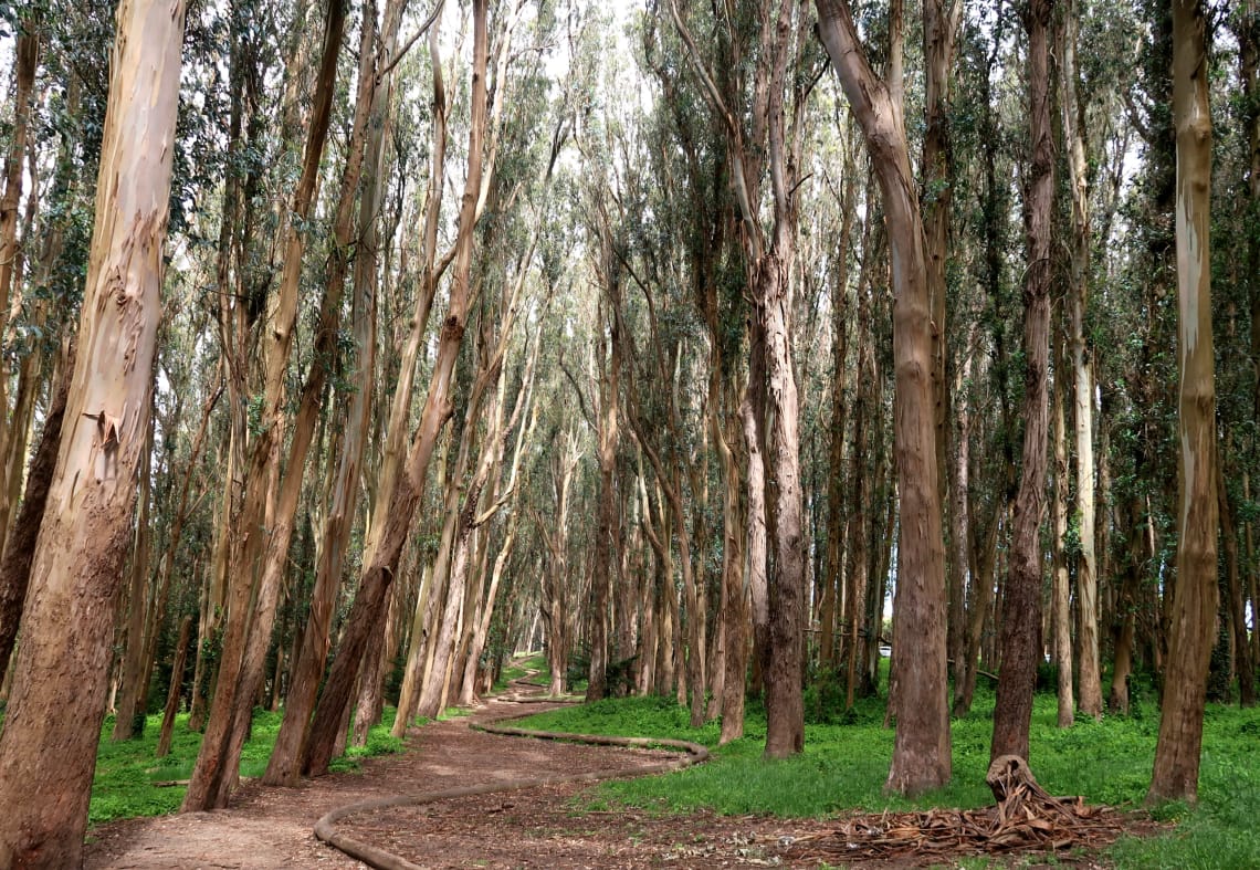 O que fazer em San Francisco: Presidio Park&nbsp;