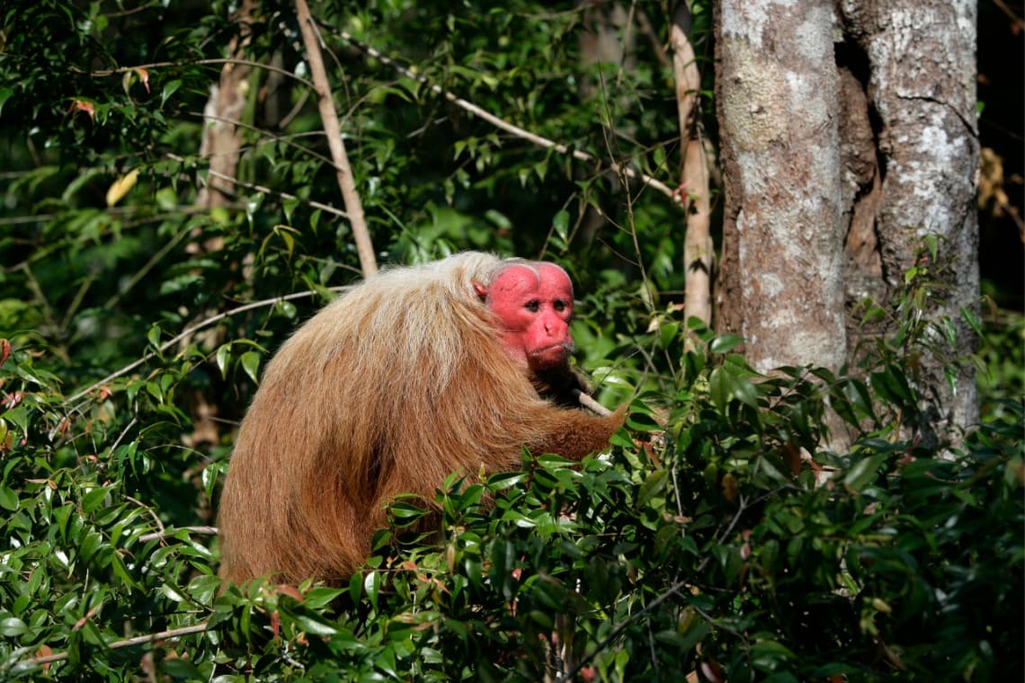 Mono uacarí calvo en la selva amazónica de Brasil