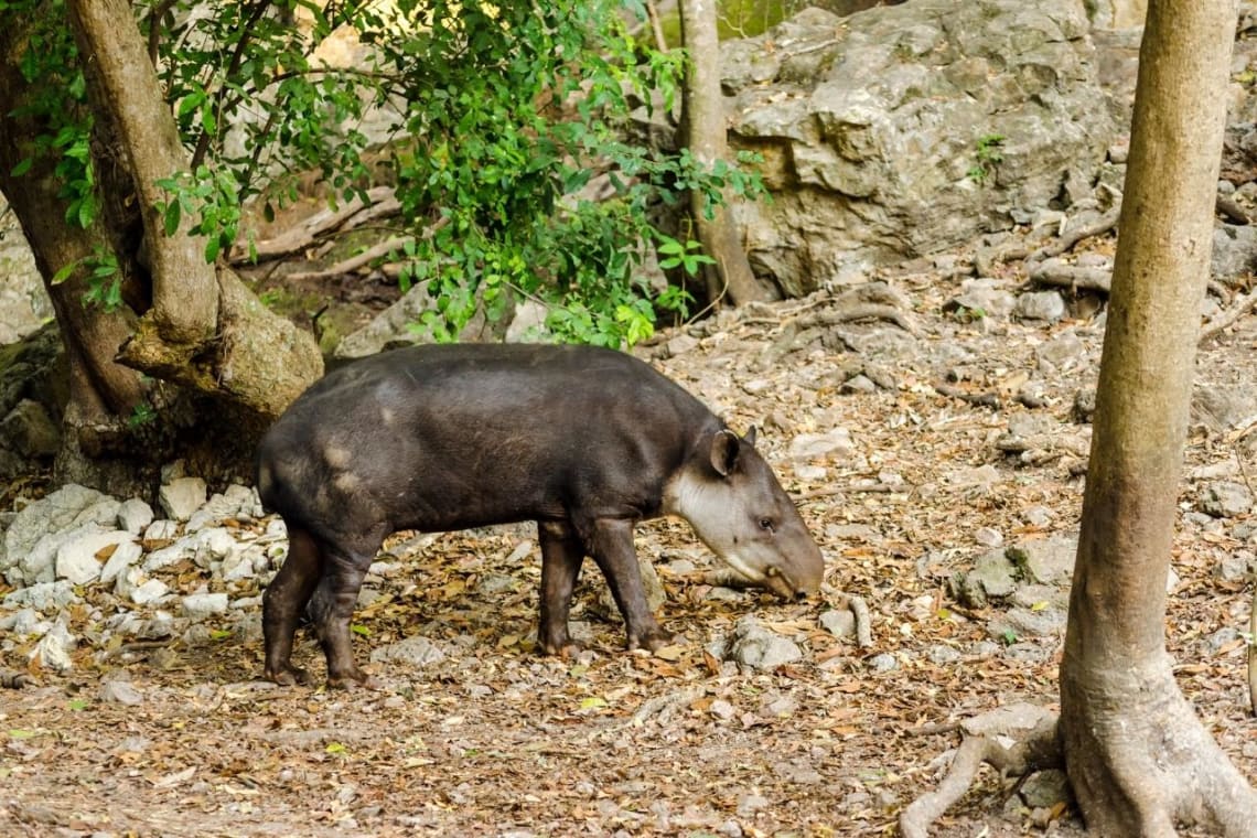 Tapir en el Parque Nacional Calilegua, uno de los lugares para visitar en Jujuy