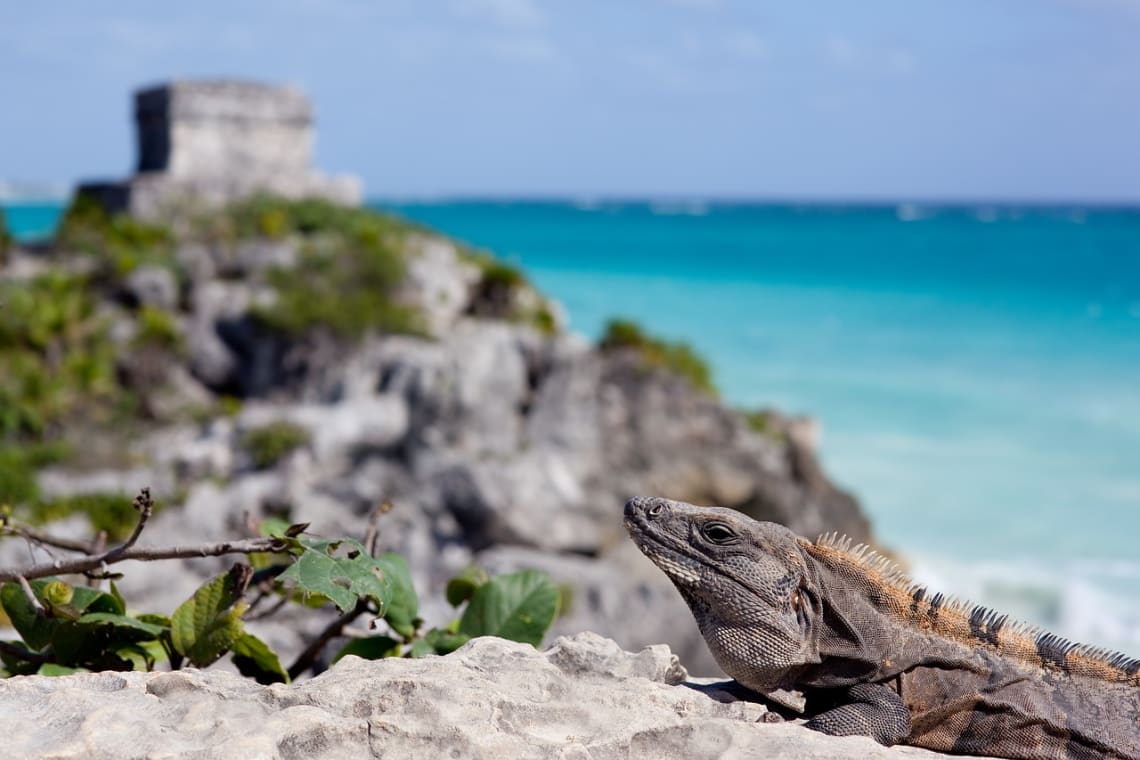 La guía más completa para viajar a Tulum y hacer voluntariado - Worldpackers