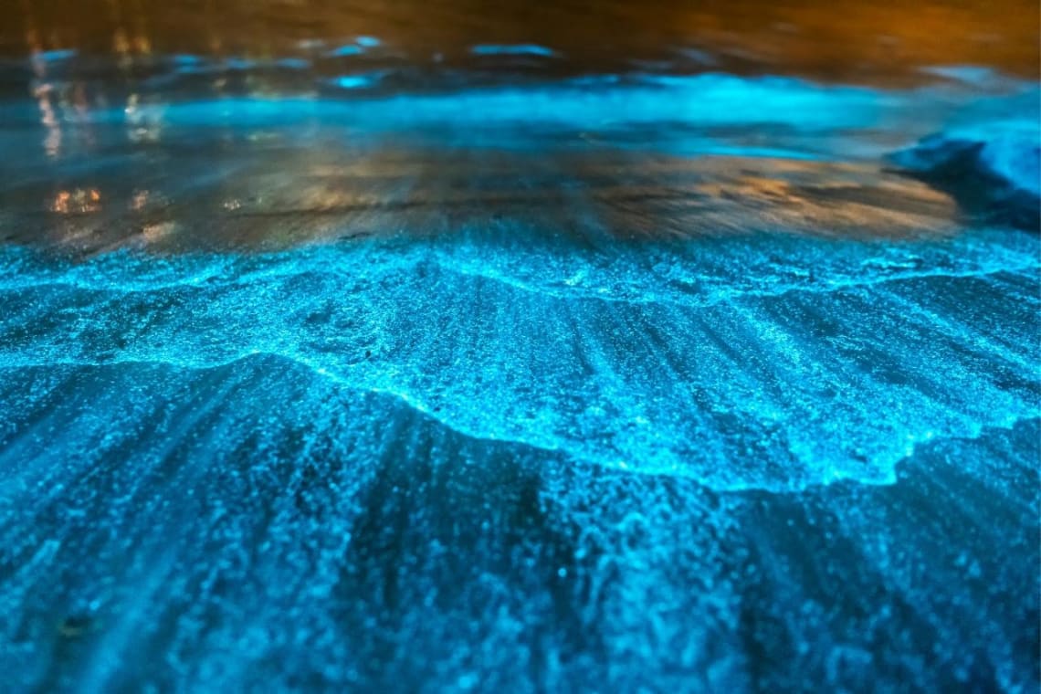 Agua con partículas azul brillante producto del plancton bioluminiscente