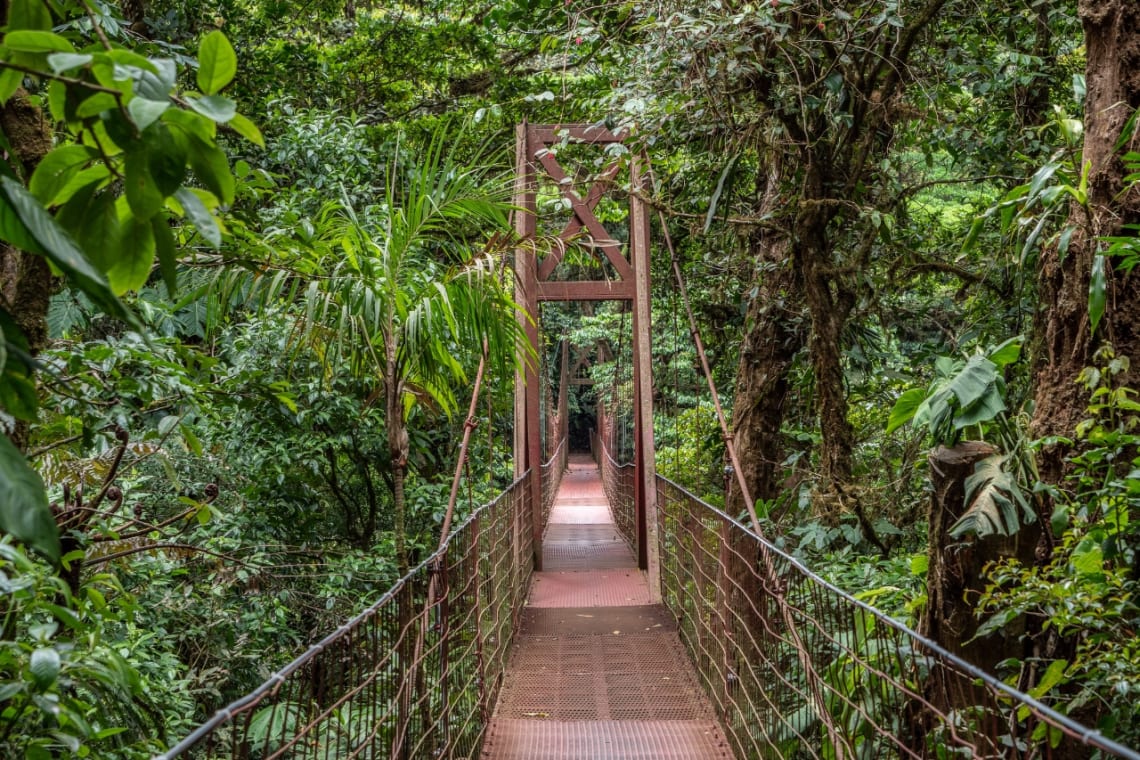Puente colgante entre la selva de la Reserva Biológica Bosque Nuboso de Monteverde