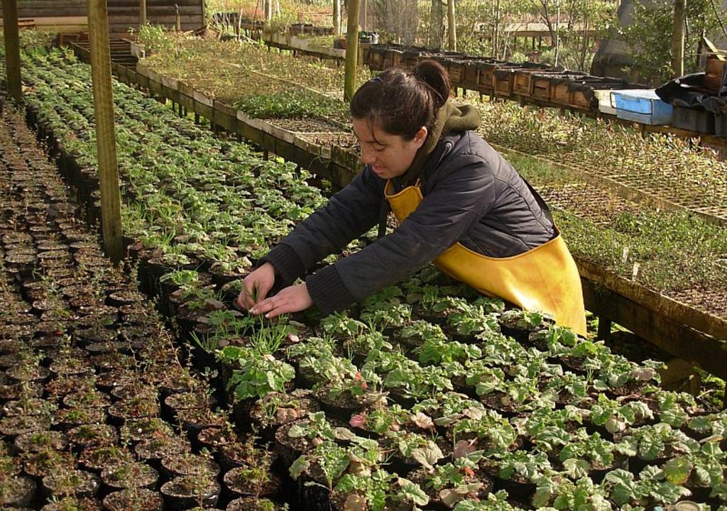 Vivero La Huella, Brazil