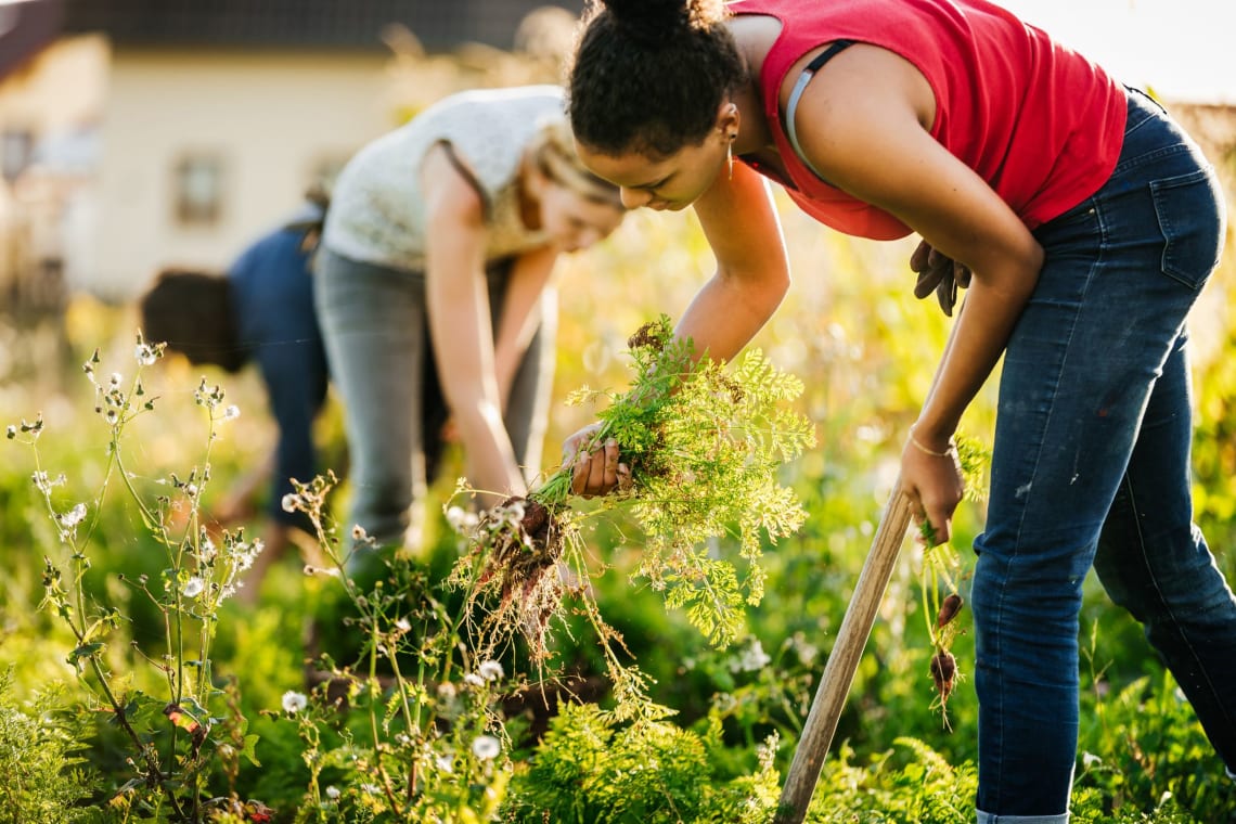 The best environmental volunteering opportunities around the world