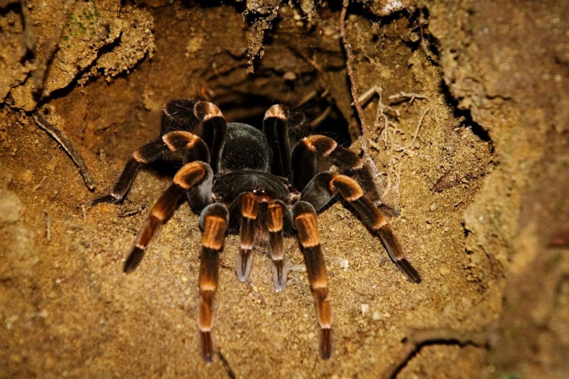 tarántula de patas rojas saliendo de su nido