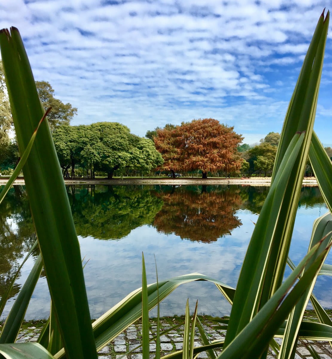 Mega guía para viajar a Buenos Aires: todo lo que debes que saber - Worldpackers - lagos de palermo de día 