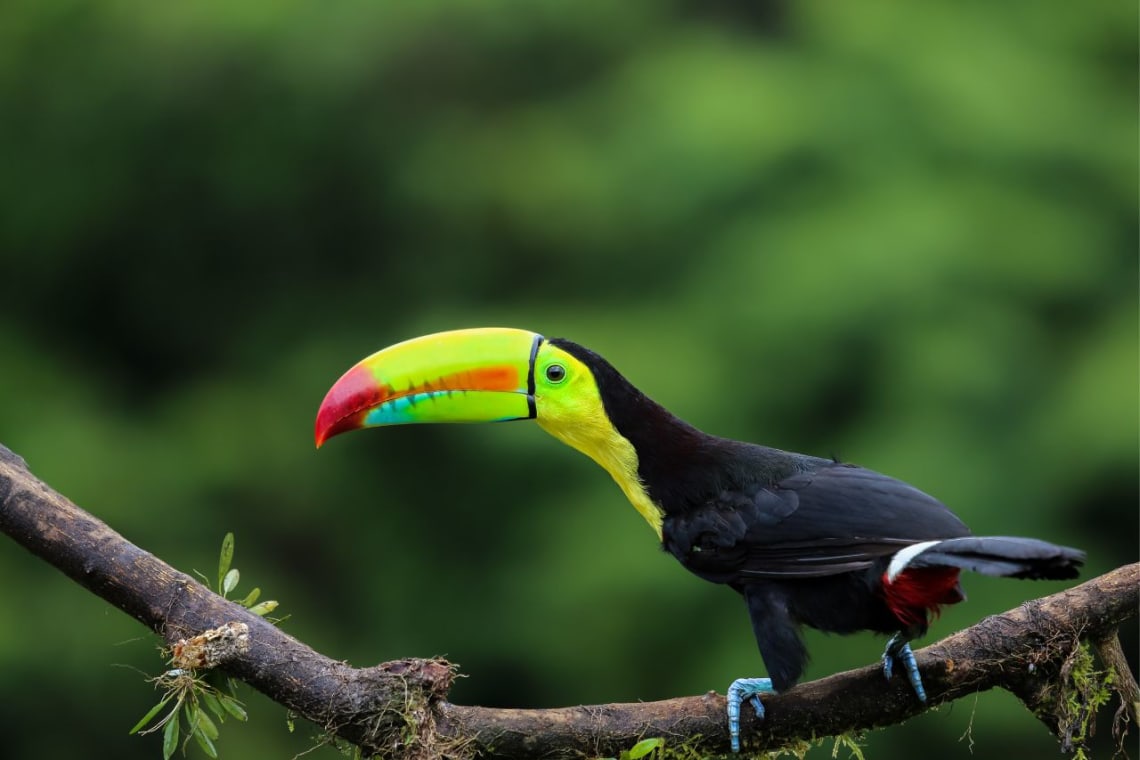 animales de Costa Rica: tucán posado en una rama