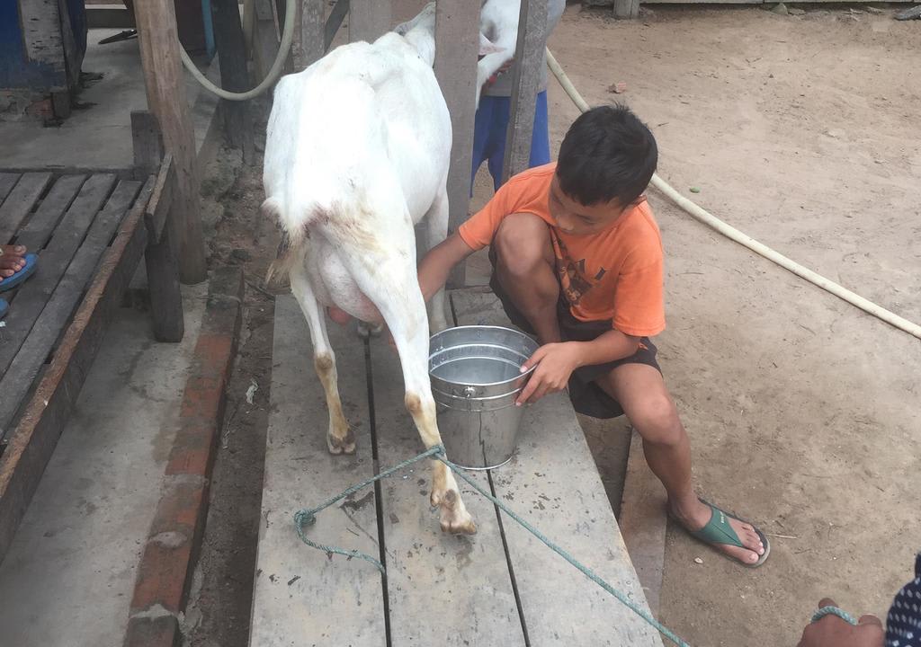 Volunteer to help animals in Cambodia