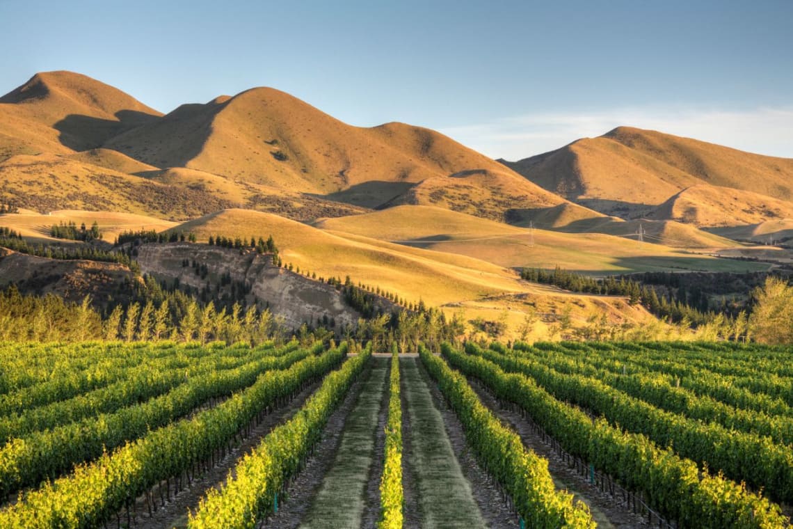 Viñedo a los pies de montañas