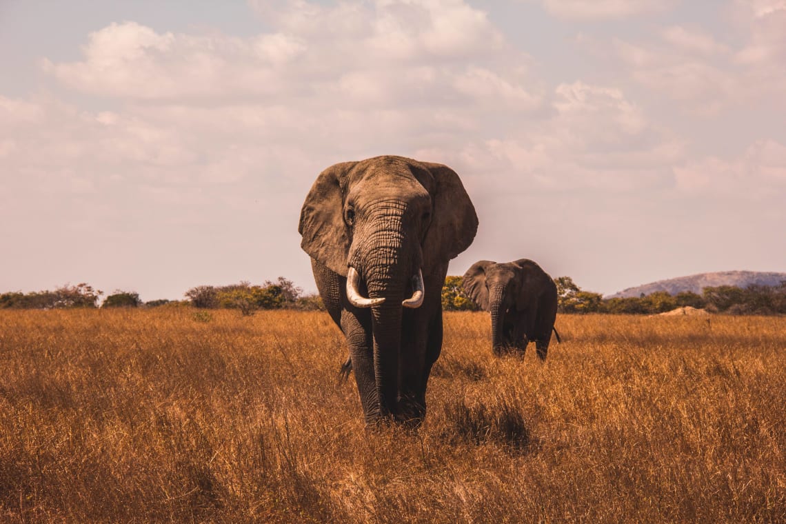 Magnificent elephants grazing