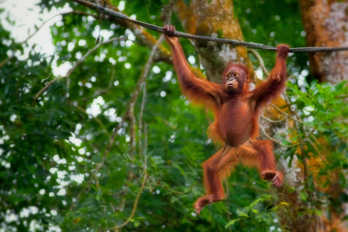 Orangután joven colgado de una cuerda en un santuario de animales de Borneo