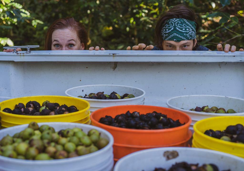 Farms near me to visit: two women looking at buckets full of chestnuts