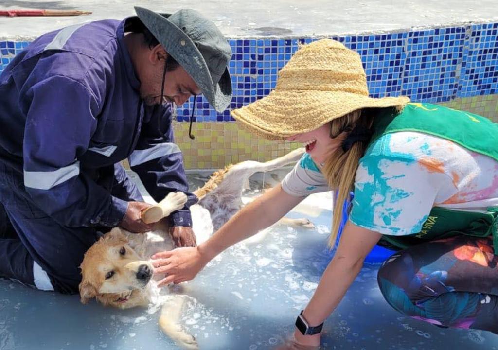 Voluntarios de un refugio de animales bañando un perro