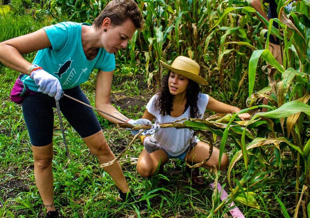 Dos mujeres trabajando con planta de maíz en un campo de agricultura ecológica