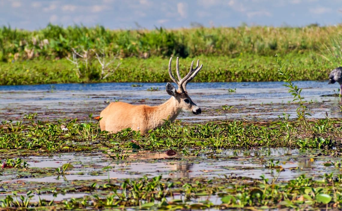 Ciervo de los pantanos en la Reserva Natural Esteros del Iberá