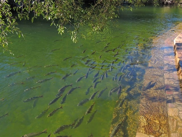 Viagem para Bonito - Balneário Municipal 