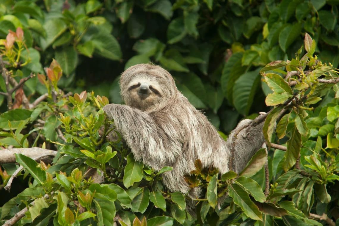 Oso perezoso descansando en una rama