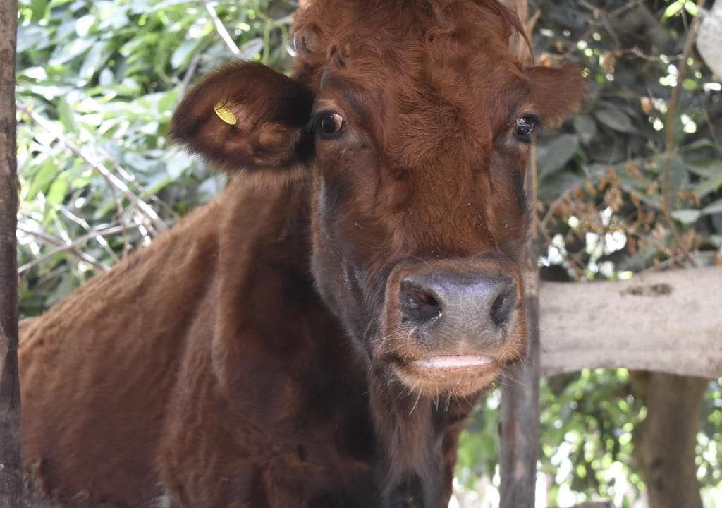 Volunteering with animals in Tanzania