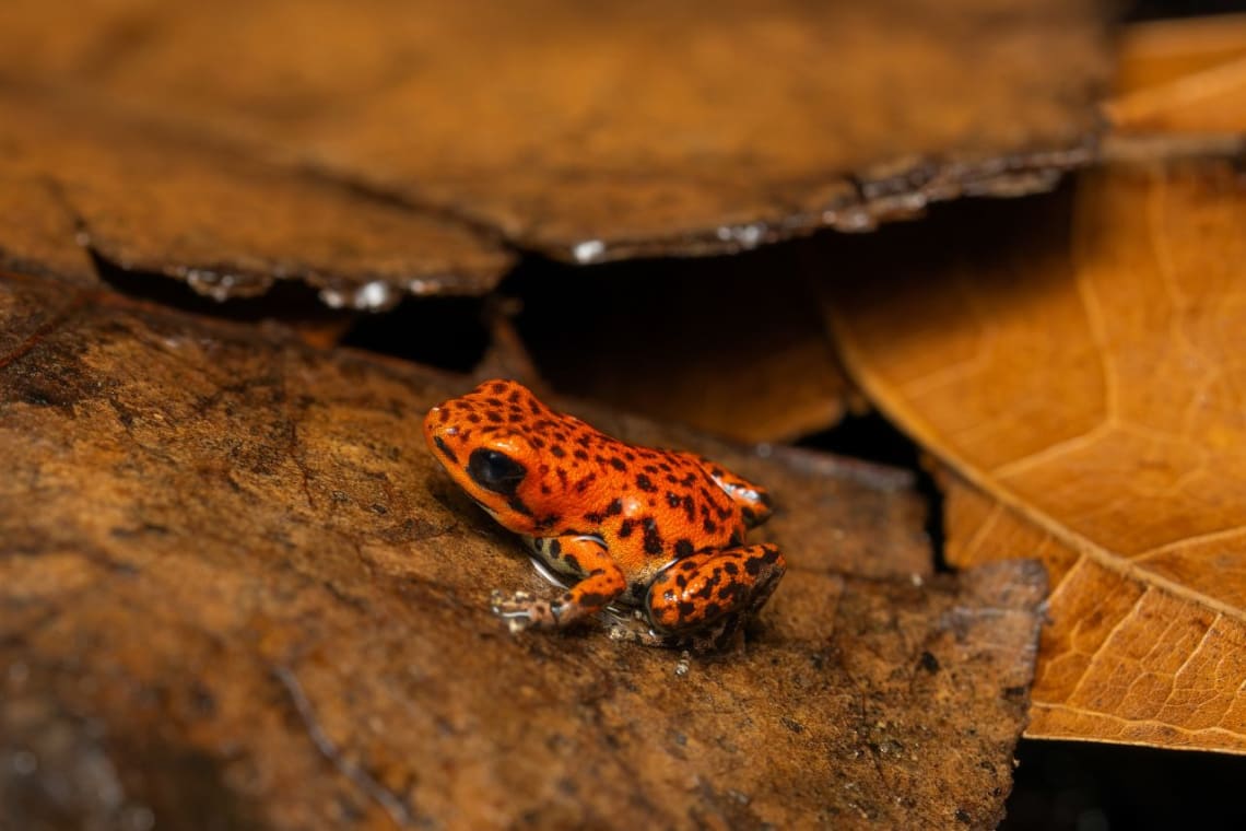animales de Costa Rica: rana roja venenosa