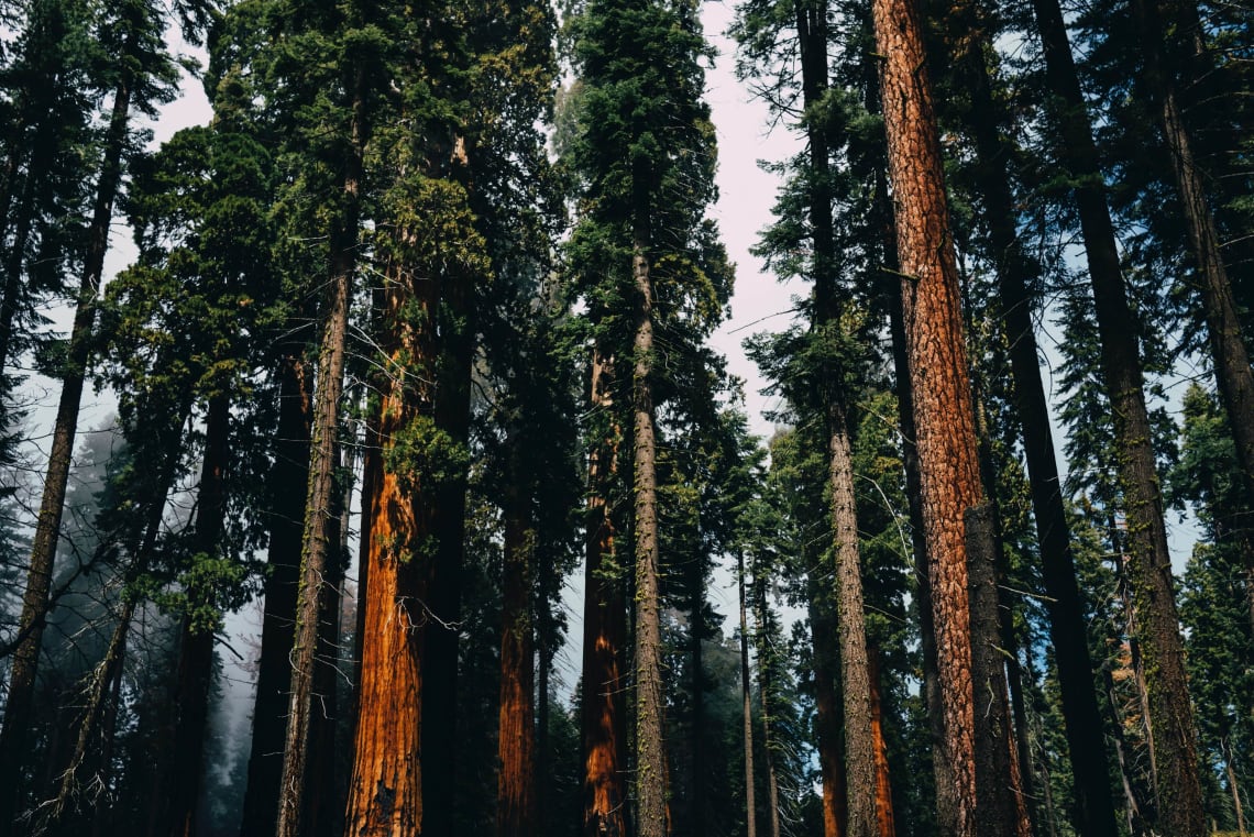 Sequoia National Park, USA
