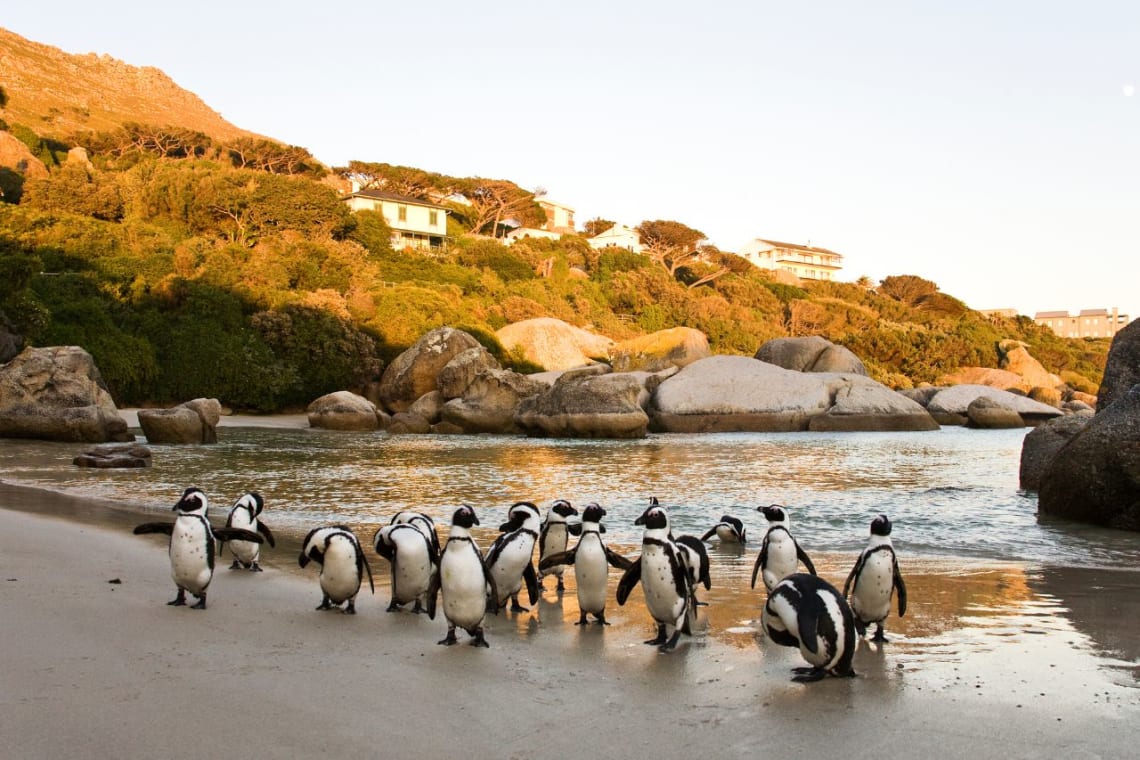 Colony of penguins at Boulders Beach