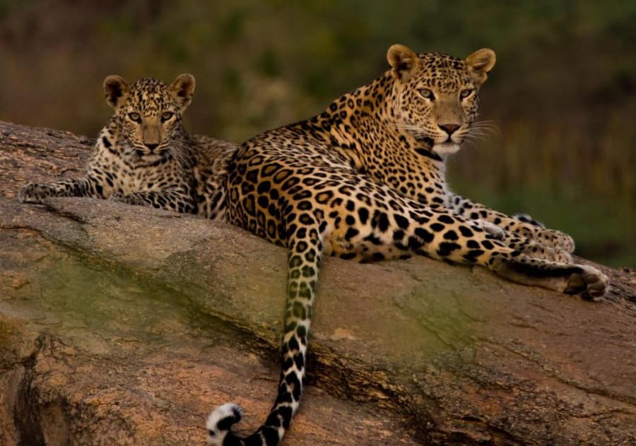 A leopard resting on a rock at Jawai