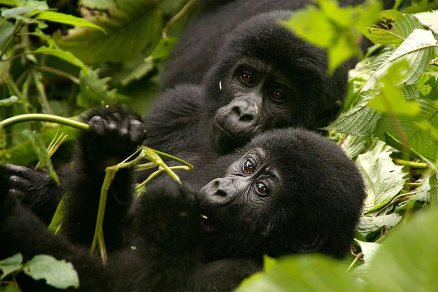 Mountain gorillas in the forest, Uganda