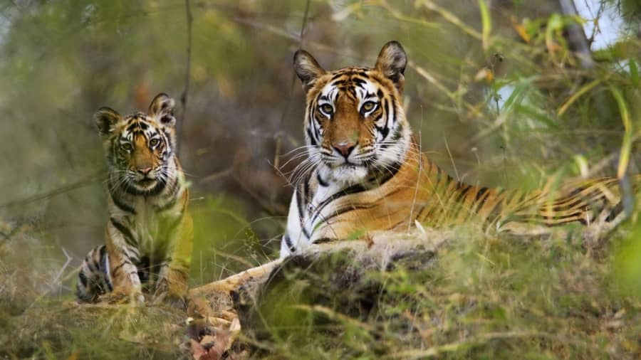 Bandhavgarh & Khajuraho