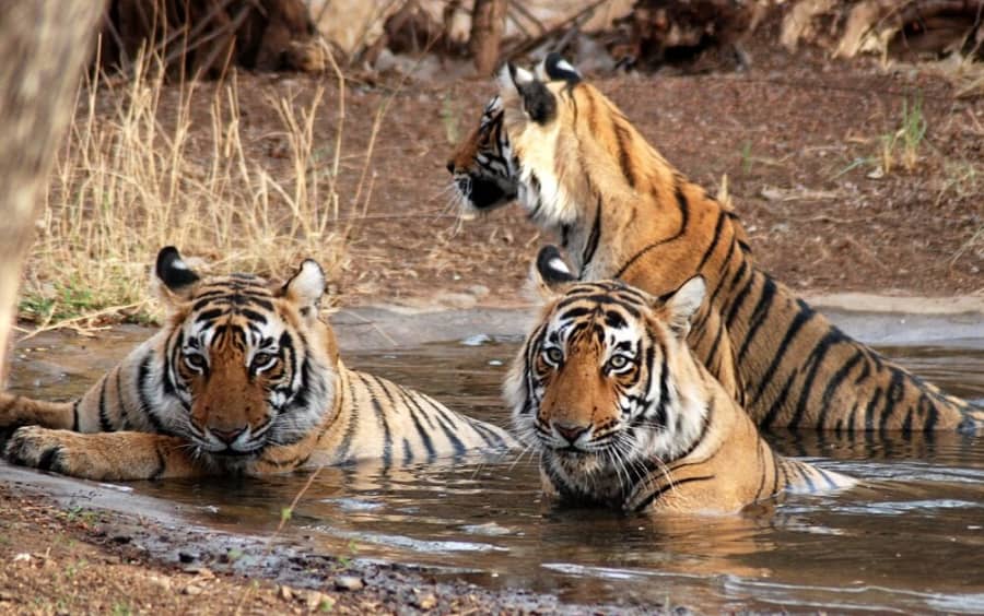 Two tigers cooling off in a waterhole at Ranthambore