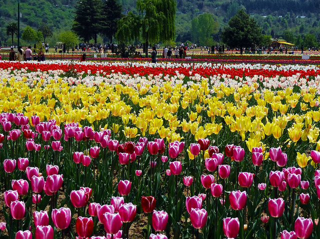 kashmir tulipp rame swori