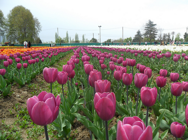 kashmir tulip