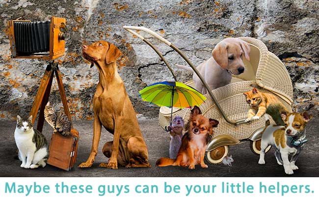 Picture of dogs, cats and mice as camera helpers.
