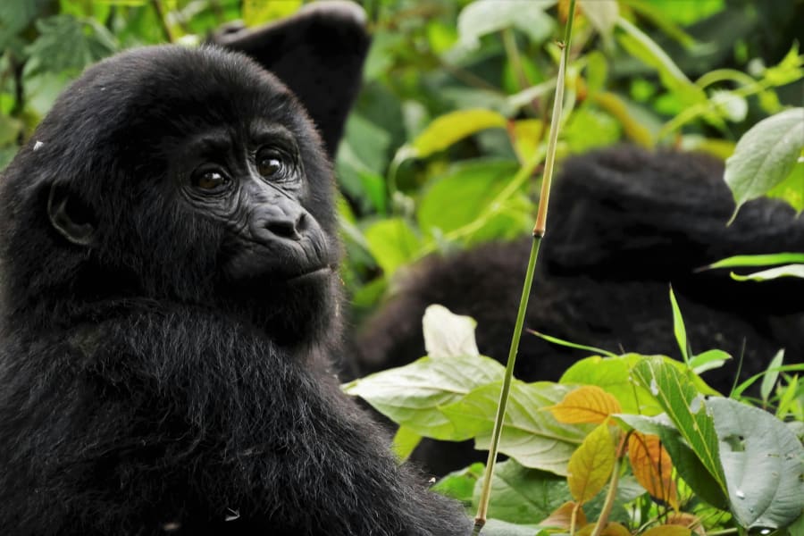 Uganda Gorillas — photo 3