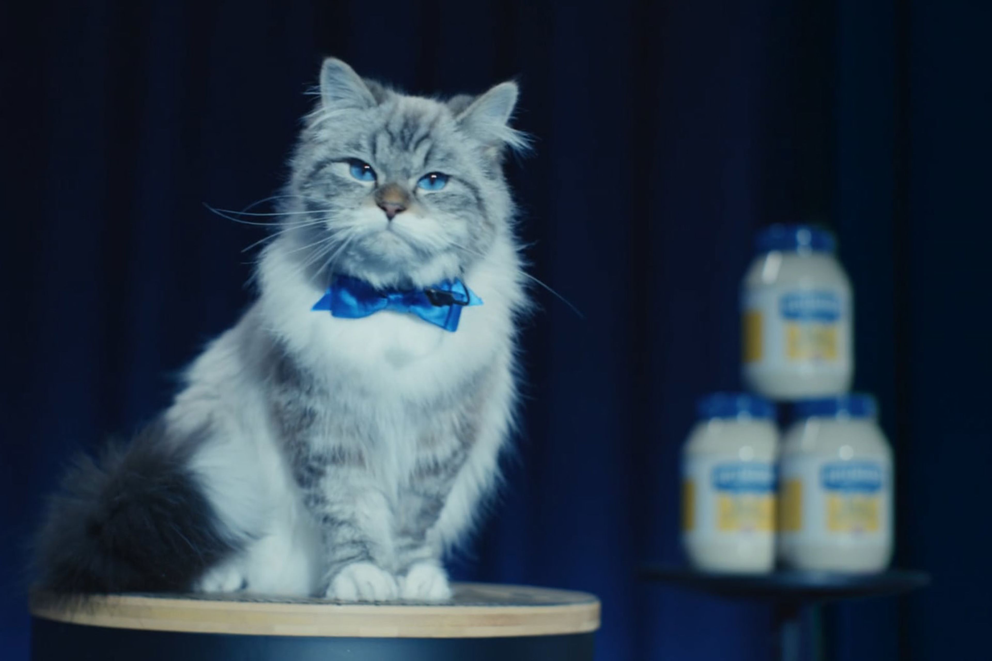 Grey and white cat called "Mayocat" wearing a bow tie sitting on a stage with 3 jars of mayonnaise in the background