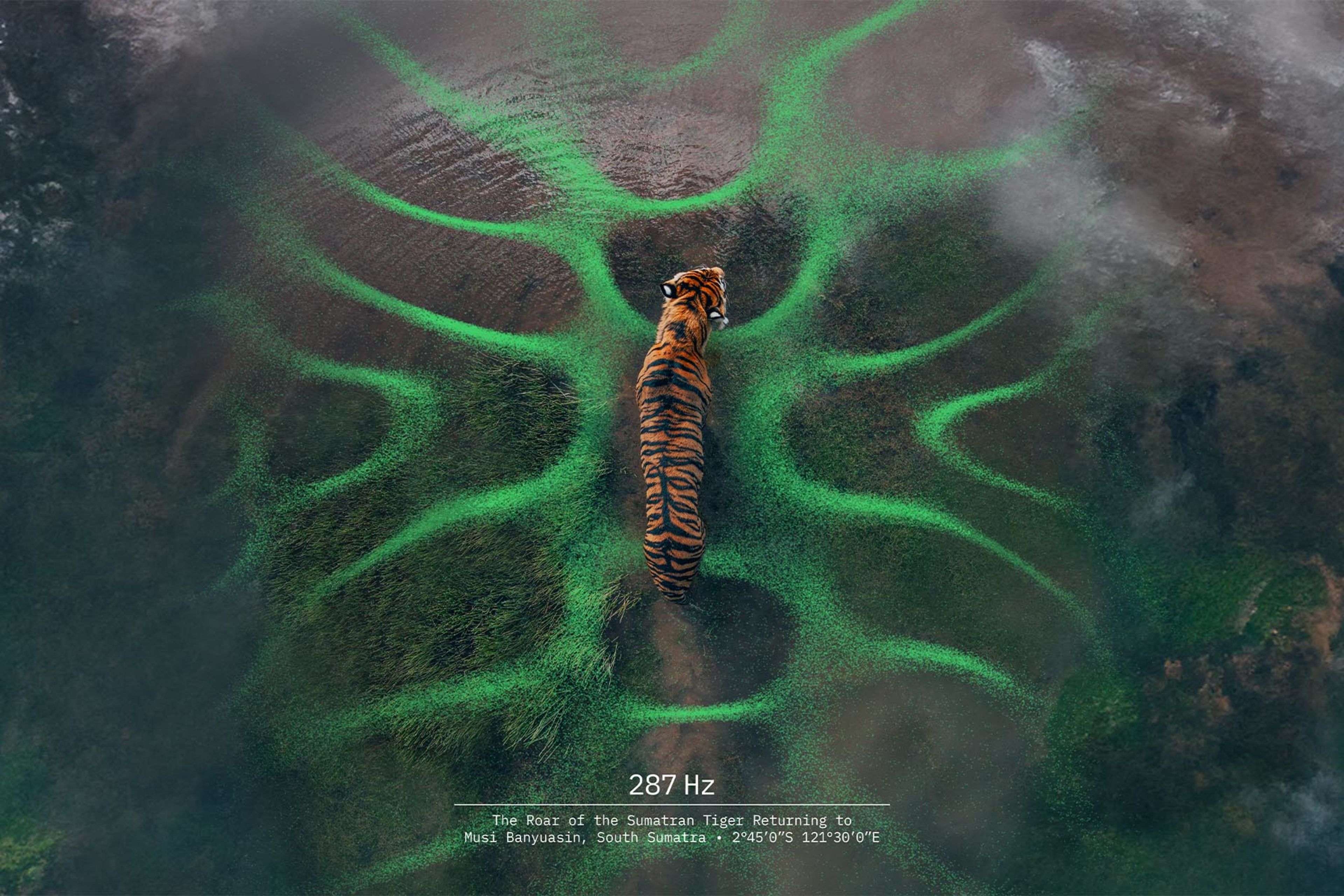 An aerial view of a Sumatran tiger walking on dark, wet ground, surrounded by bright green, abstract, wave-like patterns that seem to emanate from it. Text at the bottom reads: '287 Hz', 'The Roar of the Sumatran Tiger Returning to Musi Banyuasin, South Sumatra', along with coordinates