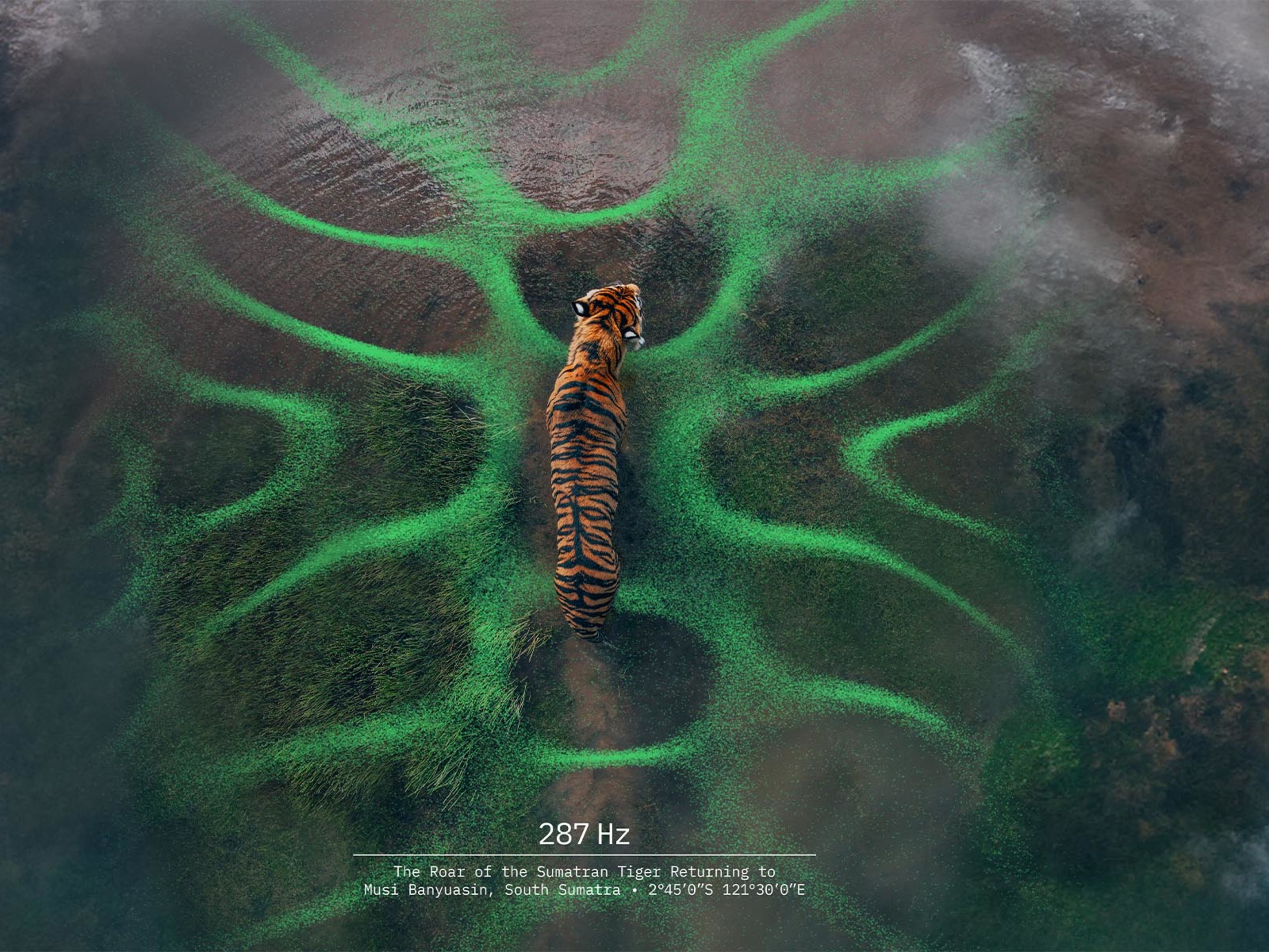 An aerial view of a Sumatran tiger walking on dark, wet ground, surrounded by bright green, abstract, wave-like patterns that seem to emanate from it. Text at the bottom reads: '287 Hz', 'The Roar of the Sumatran Tiger Returning to Musi Banyuasin, South Sumatra', along with coordinates
