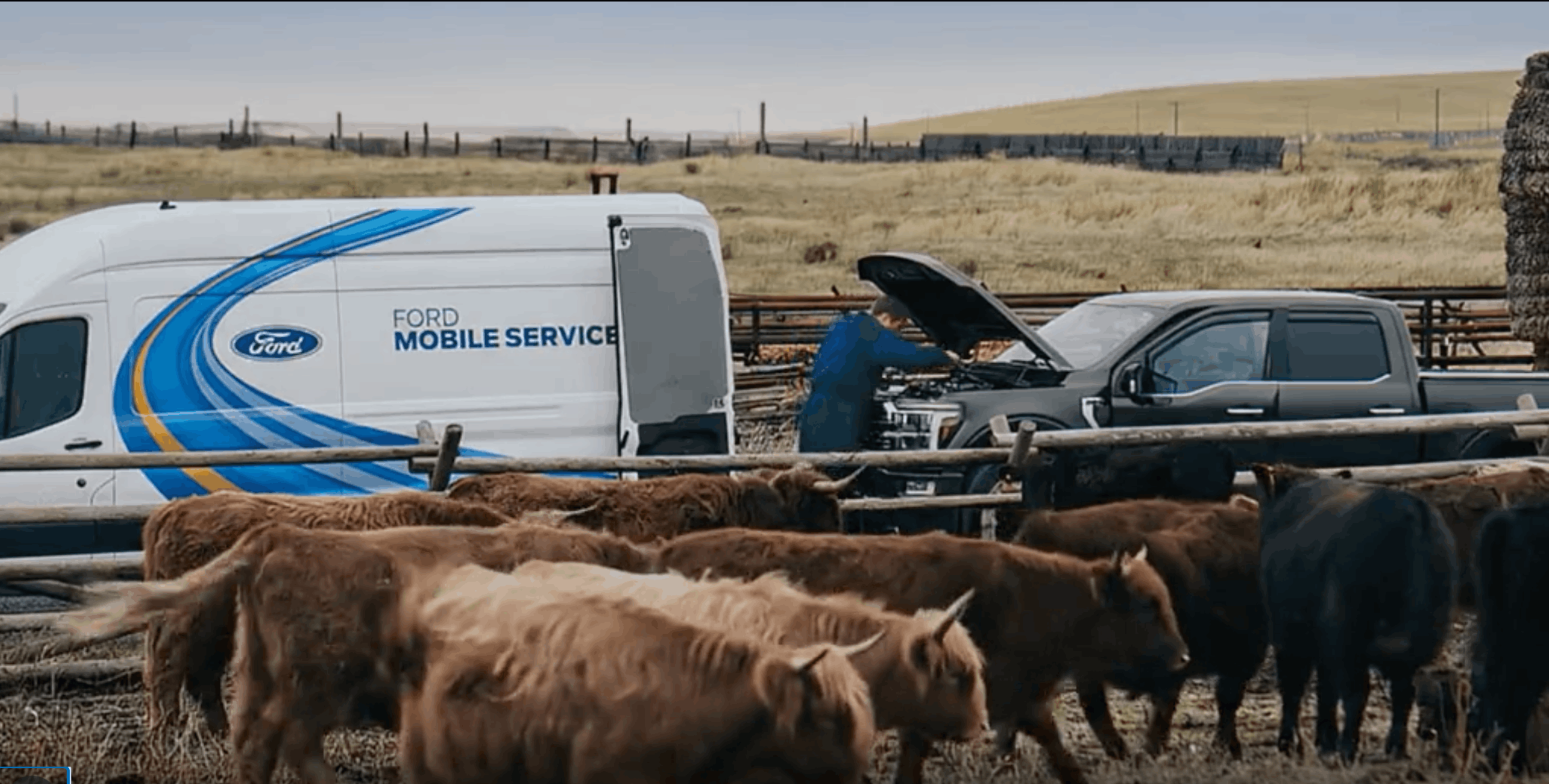 A Ford Mobile Service van parked in a rural field next to a dark grey pickup truck with its hood open, where a technician is performing service behind a herd of highland cattle.