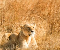 Wildlife Safaris