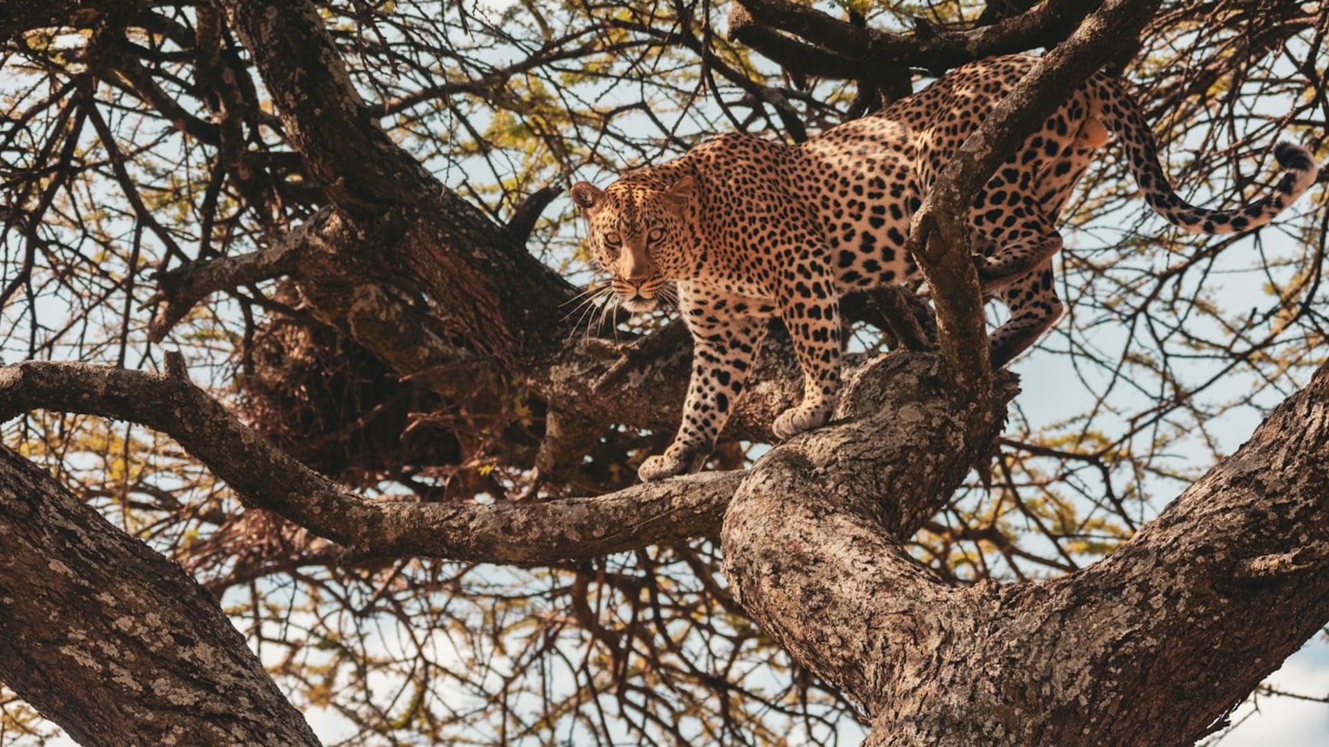 6-Day Zanzibar to Tarangire, Serengeti & Ngorongoro Fly-In Safari