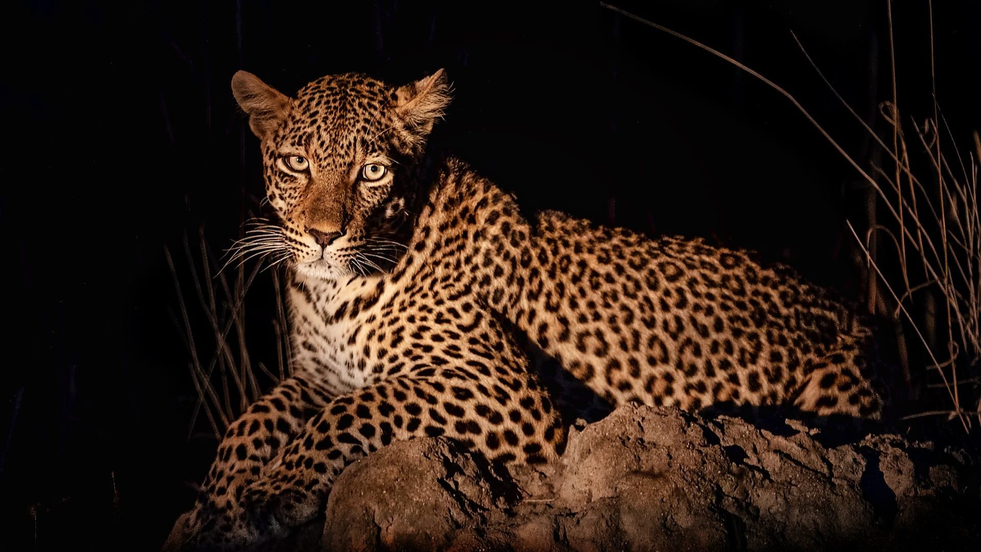Night Game Drive